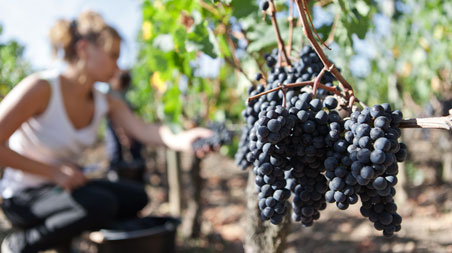 Pomerol, notre terroir